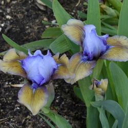 Standard Dwarf Bearded Iris (Iris 'Blueberry Tart')