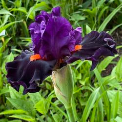 Tall Bearded Iris (Iris 'Sharp Dressed Man')