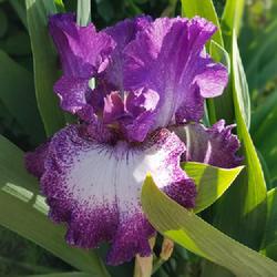 Tall Bearded Iris (Iris 'Mariposa Autumn')