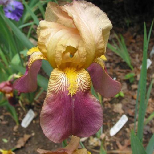 Tall Bearded Iris (Iris 'Rameses')