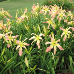Daylily (Hemerocallis 'Webster's Pink Wonder')