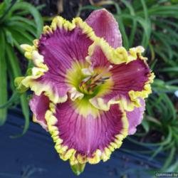 Daylily (Hemerocallis 'Sonya Starchak')