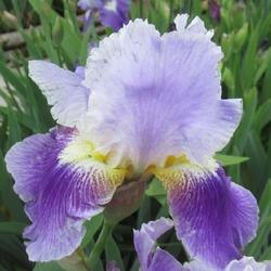 Tall Bearded Iris (Iris 'Silent Wings')