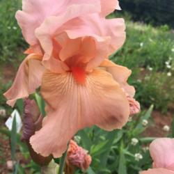 Tall Bearded Iris (Iris 'Laurel Park')