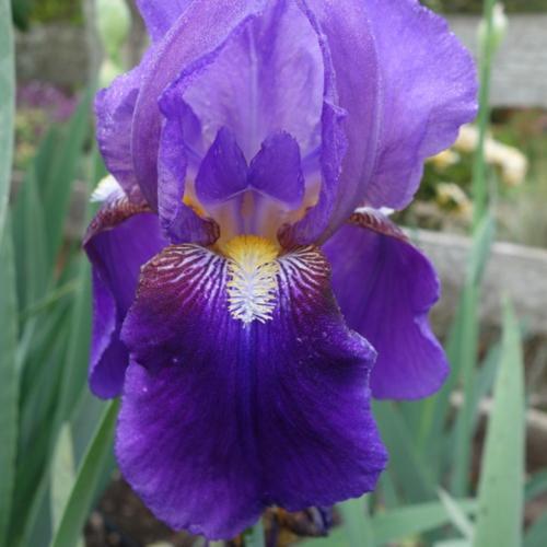 Tall Bearded Iris (Iris 'William A. Setchell')