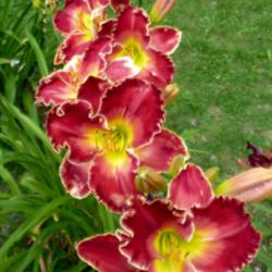 Daylily (Hemerocallis 'Barbara Mandrell')