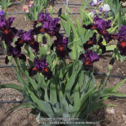 Tall Bearded Iris (Iris 'Sharp Dressed Man')