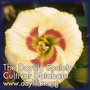 Baby Moon Cafe (AHS Daylily Database)