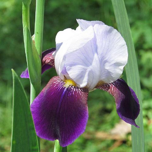 Tall Bearded Iris (Iris 'Helen Collingwood')