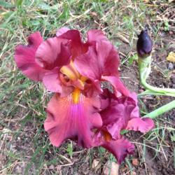 Tall Bearded Iris (Iris 'My Friend Jonathan')