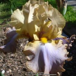 Tall Bearded Iris (Iris 'Obi-Wan Kenobi')