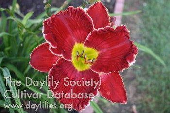 Beyond Red (AHS Daylily Database)