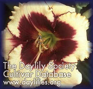 Blackthorne (AHS Daylily Database)