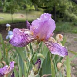 Tall Bearded Iris (Iris 'Horned Dragonfly')
