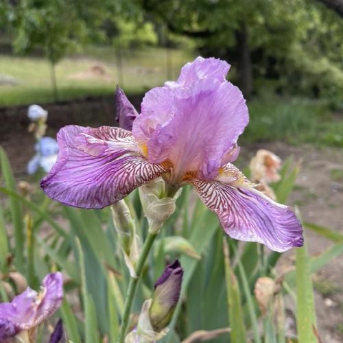 Tall Bearded Iris (Iris 'Horned Dragonfly')