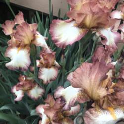 Tall Bearded Iris (Iris 'Cinnamon Girl')