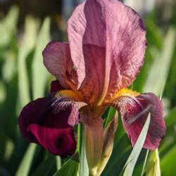Tall Bearded Iris (Iris 'Indian Chief')