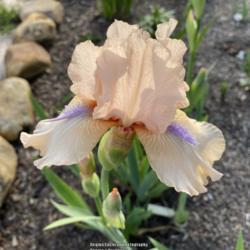 Intermediate Bearded Iris (Iris 'Concertina')