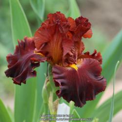Tall Bearded Iris (Iris 'Valentino')