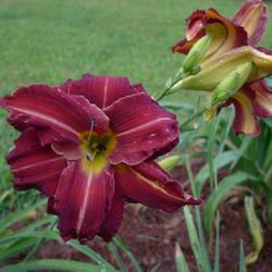 Daylily (Hemerocallis 'Red Velvet Cupcake')