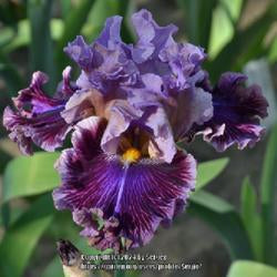 Tall Bearded Iris (Iris 'Chamber of Secrets')