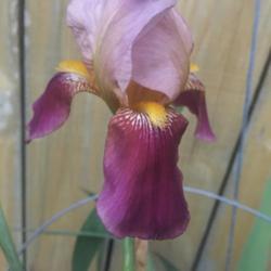 Tall Bearded Iris (Iris 'Indian Chief')
