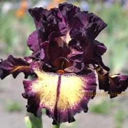 Tall Bearded Iris (Iris 'Blood Moon')