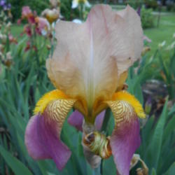 Tall Bearded Iris (Iris 'Rameses')