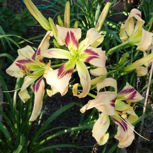 Daylily (Hemerocallis 'Love to Joe Marohl')