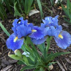 Standard Dwarf Bearded Iris (Iris 'Sky of Blue')