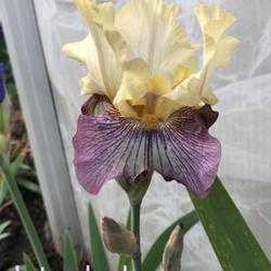 Tall Bearded Iris (Iris 'Istanbul')