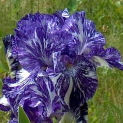 Border Bearded Iris (Iris 'Batik')