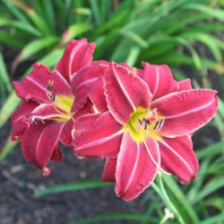 Daylily (Hemerocallis 'Red Velvet Cupcake')