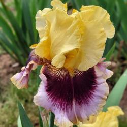 Tall Bearded Iris (Iris 'Greatest Showman')