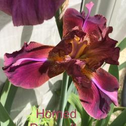 Tall Bearded Iris (Iris 'Horned Dragonfly')