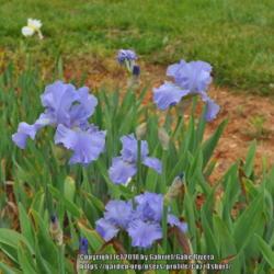 Tall Bearded Iris (Iris 'Full Tide')