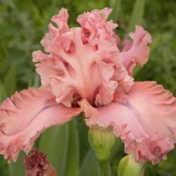 Tall Bearded Iris (Iris 'Star Turn')