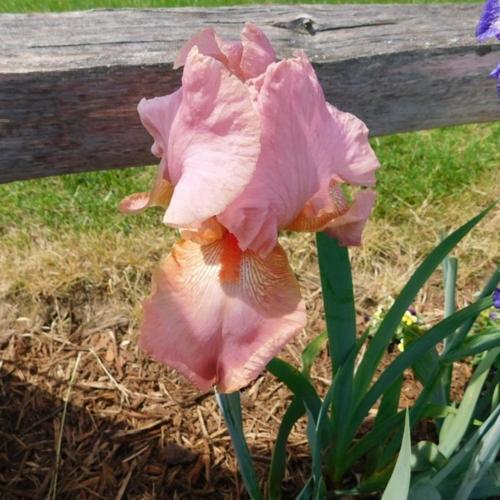 Tall Bearded Iris (Iris 'Laurel Park')