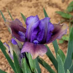 Standard Dwarf Bearded Iris (Iris 'Blueberry Tart')