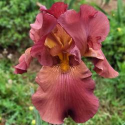 Tall Bearded Iris (Iris 'My Friend Jonathan')