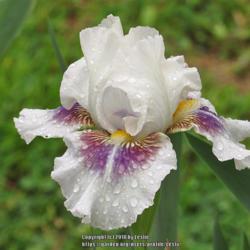 Intermediate Bearded Iris (Iris 'Dumbledore')