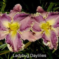 Daylily (Hemerocallis 'Amethyst Cream')