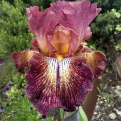 Tall Bearded Iris (Iris 'Paprika Fono's')