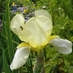 Tall Bearded Iris (Iris 'Flavescens')