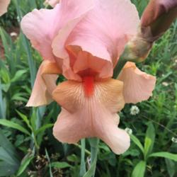 Tall Bearded Iris (Iris 'Laurel Park')