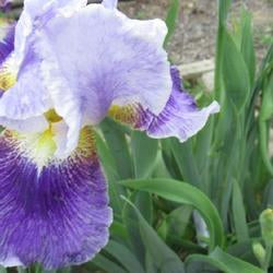 Tall Bearded Iris (Iris 'Silent Wings')
