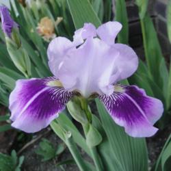 Miniature Tall Bearded Iris (Iris 'Dividing Line')