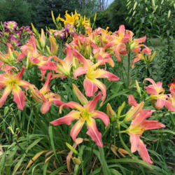 Daylily (Hemerocallis 'Webster's Pink Wonder')