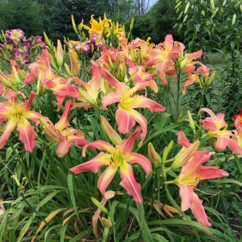 Daylily (Hemerocallis 'Webster's Pink Wonder')