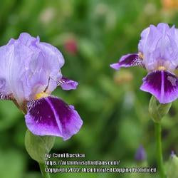 Miniature Tall Bearded Iris (Iris 'Dividing Line')